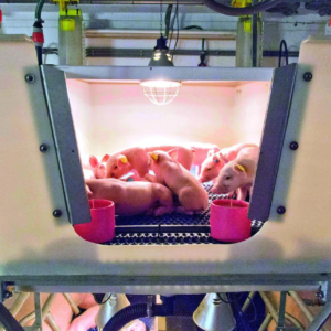PIG INCUBATOR EUROFARMING