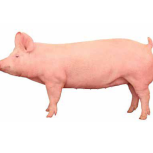 ABUELA LARGE WHITE 90 KG